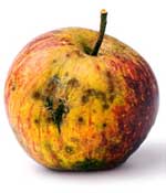 Cupidtino seeks to weed out the rotten Apple lovers